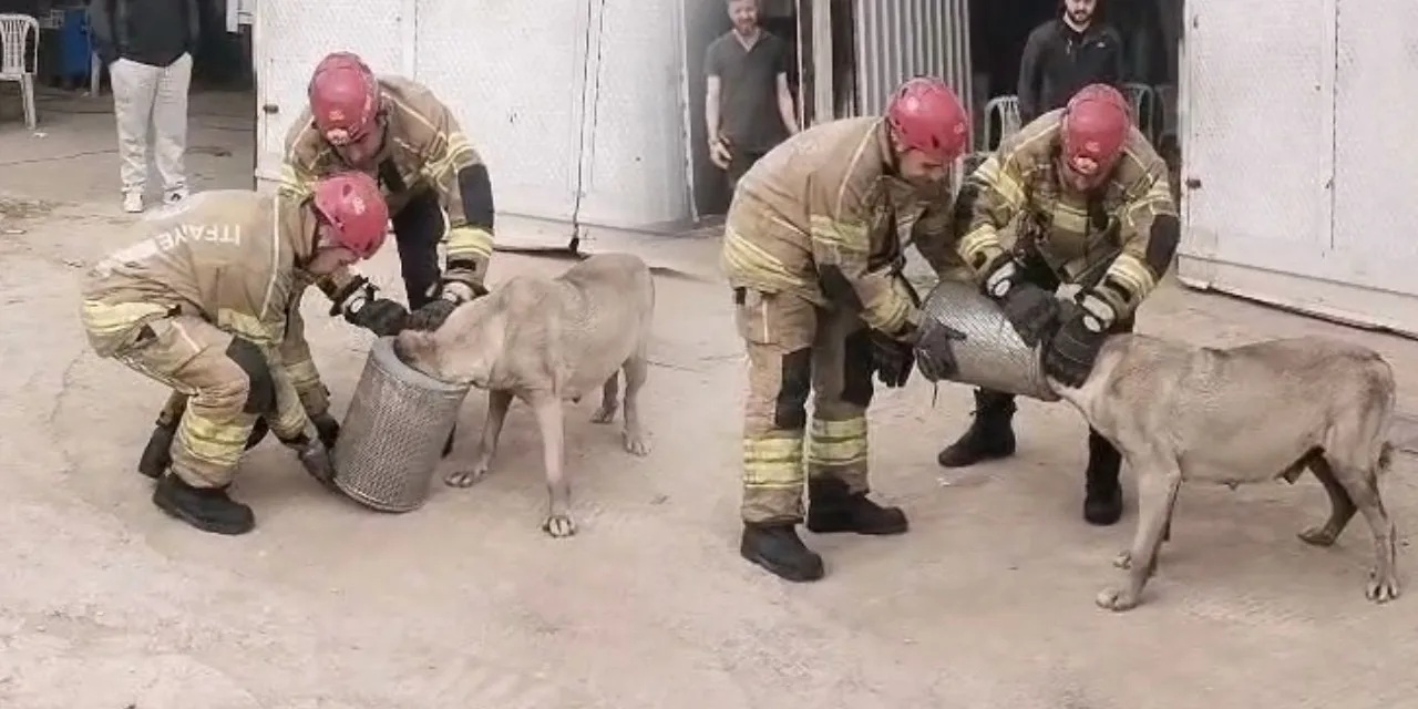 Hava filtresine sıkışan köpek kurtarıldı