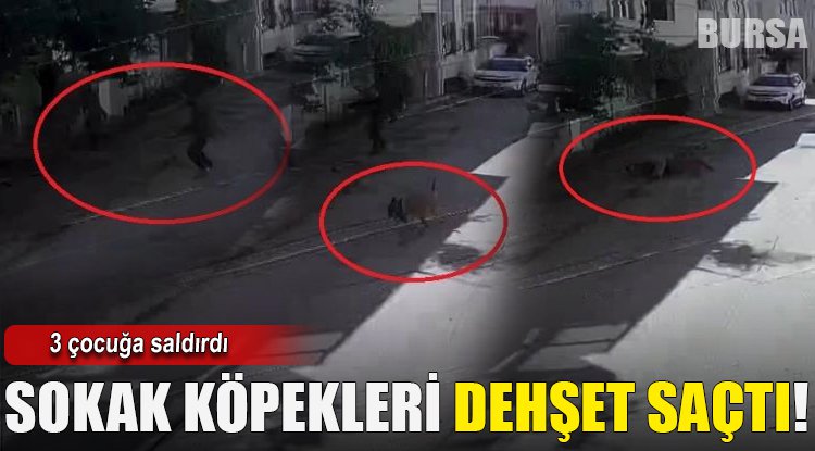 Bursa'da sokak köpekleri 3 çocuğa saldırdı, olay anı kameraya yansıdı